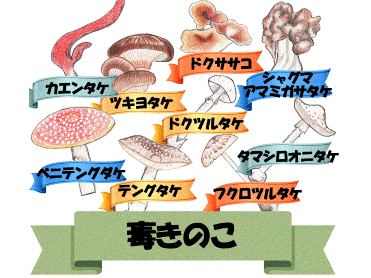 一攫千菌（Ikkaku Senkin）の画像 #51437 鯨サイダーさん