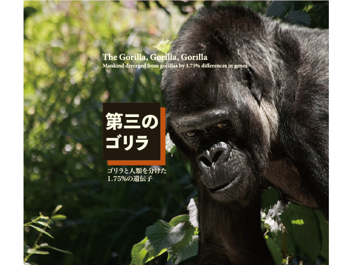 第三のゴリラ（The Gorilla, Gorilla, Gorilla）の画像 #58944 鷹巣堂＠2020ゲムマ春4/26(日)さん